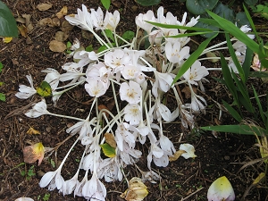 Konrad Näser Garten Foto Brandt